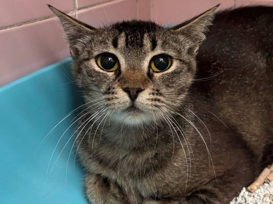 Adotta un gatto, femmina, 1 anno e 8 mesi, Milano