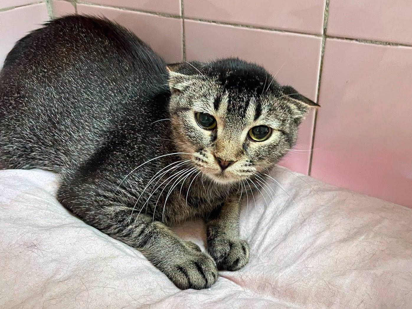 Adotta un gatto, taglia non valida, femmina, Milano