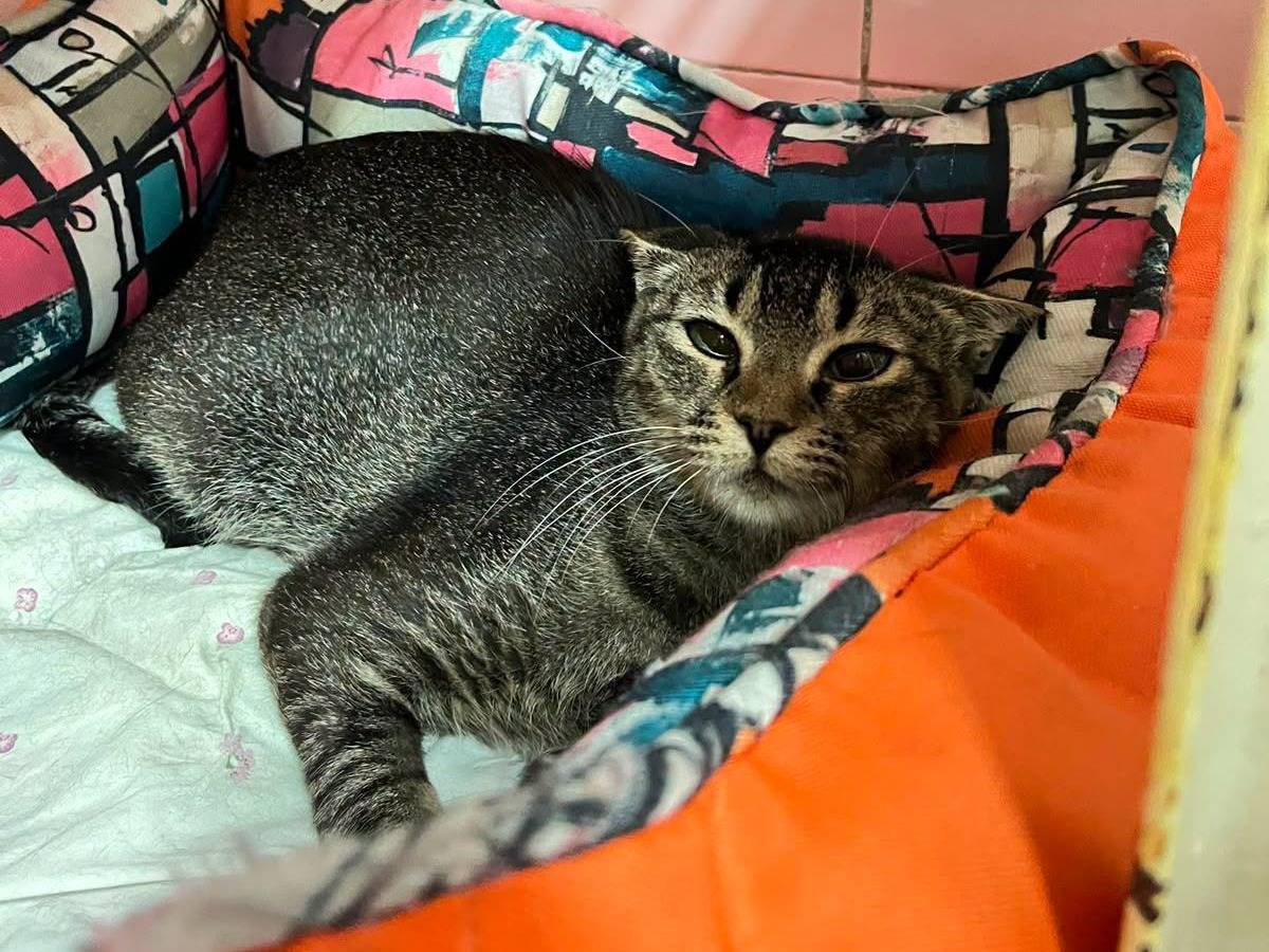 Vuoi adottare un gatto a Milano?