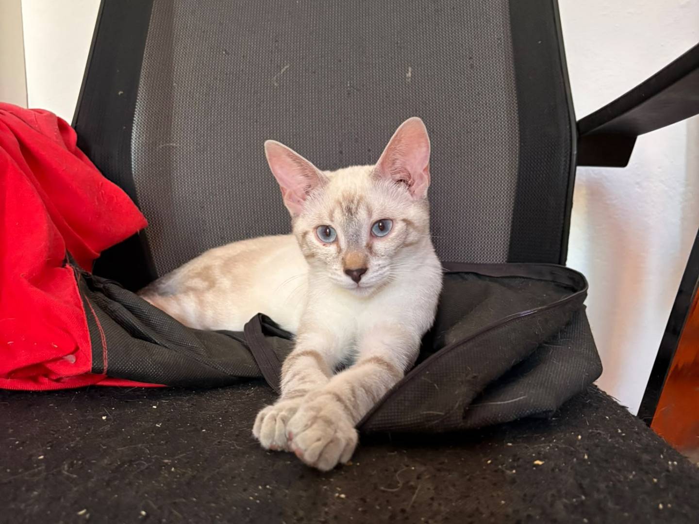 Vuoi adottare un gatto a Pavia?
