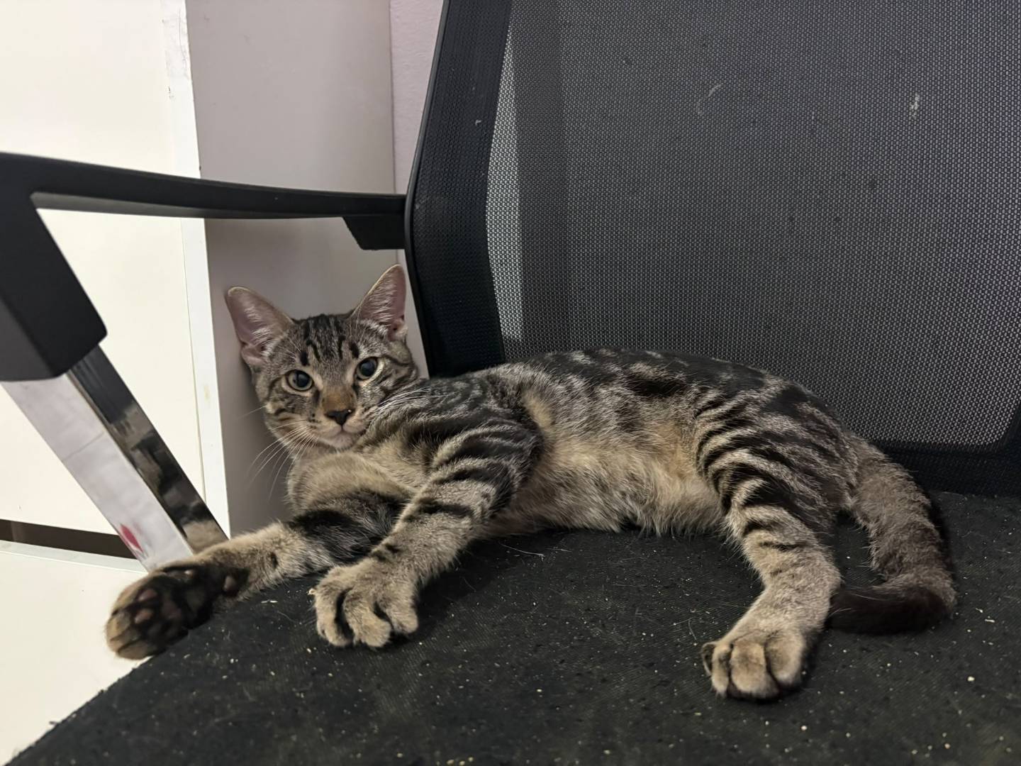 Adozione gatto, maschio, Razza sconosciuta Razza sconosciuta, 4 mesi, taglia non valida, Pavia