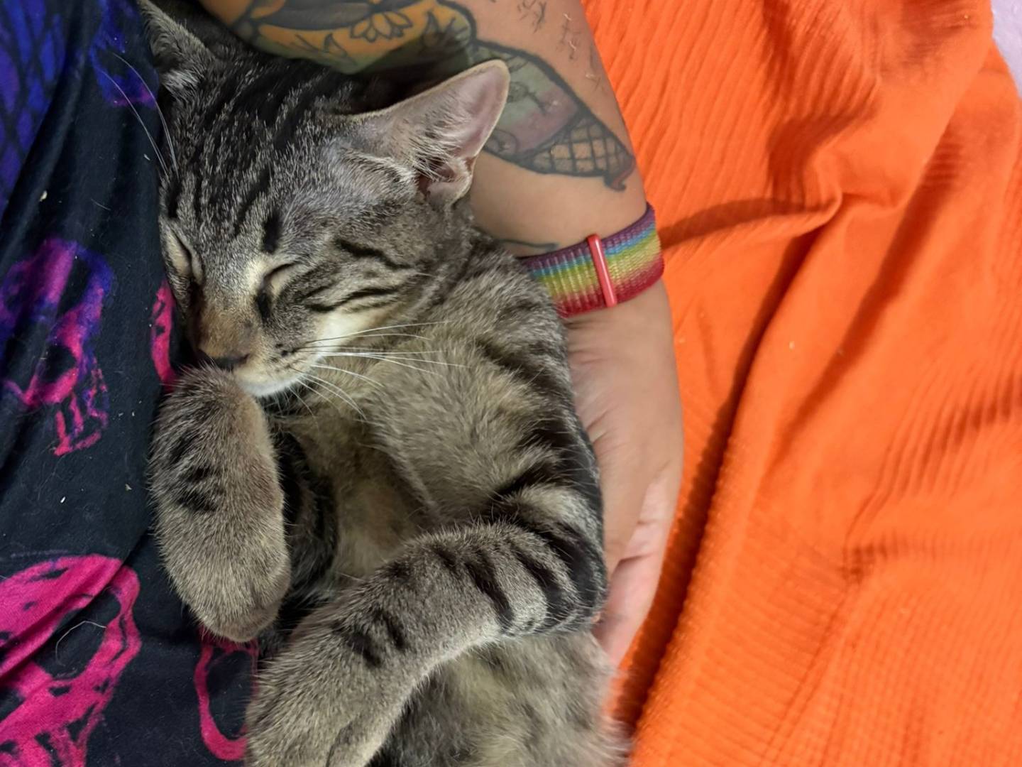 Adotta un gatto, maschio, 4 mesi, Pavia