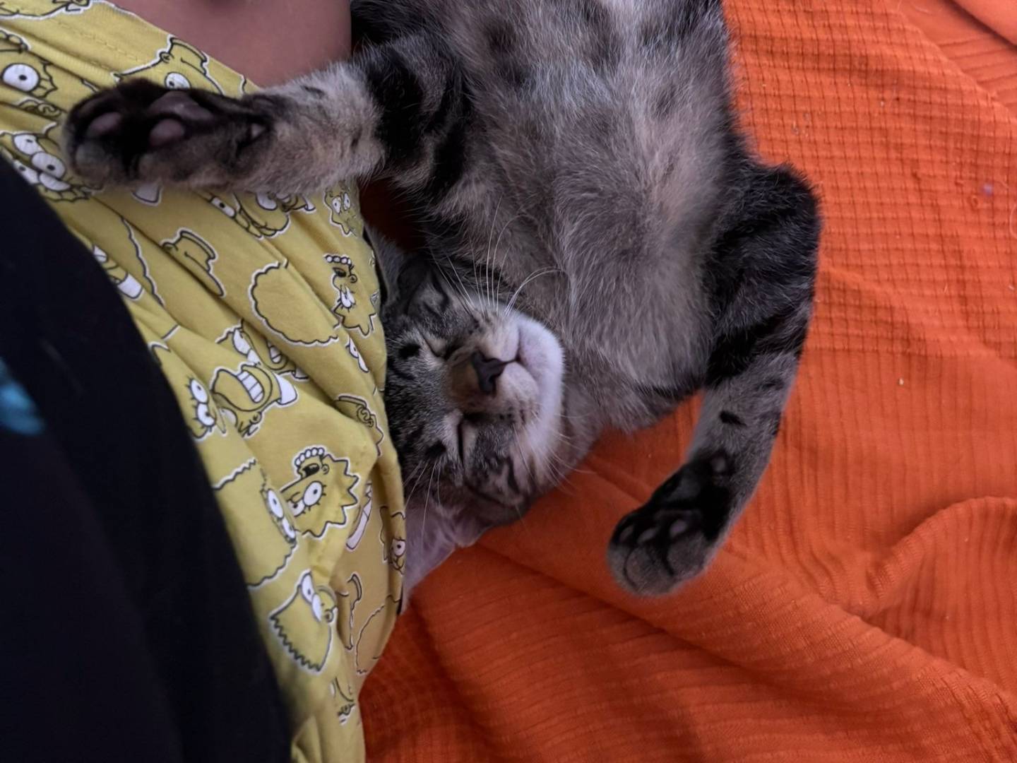 Adotta un gatto, taglia non valida, maschio, Pavia