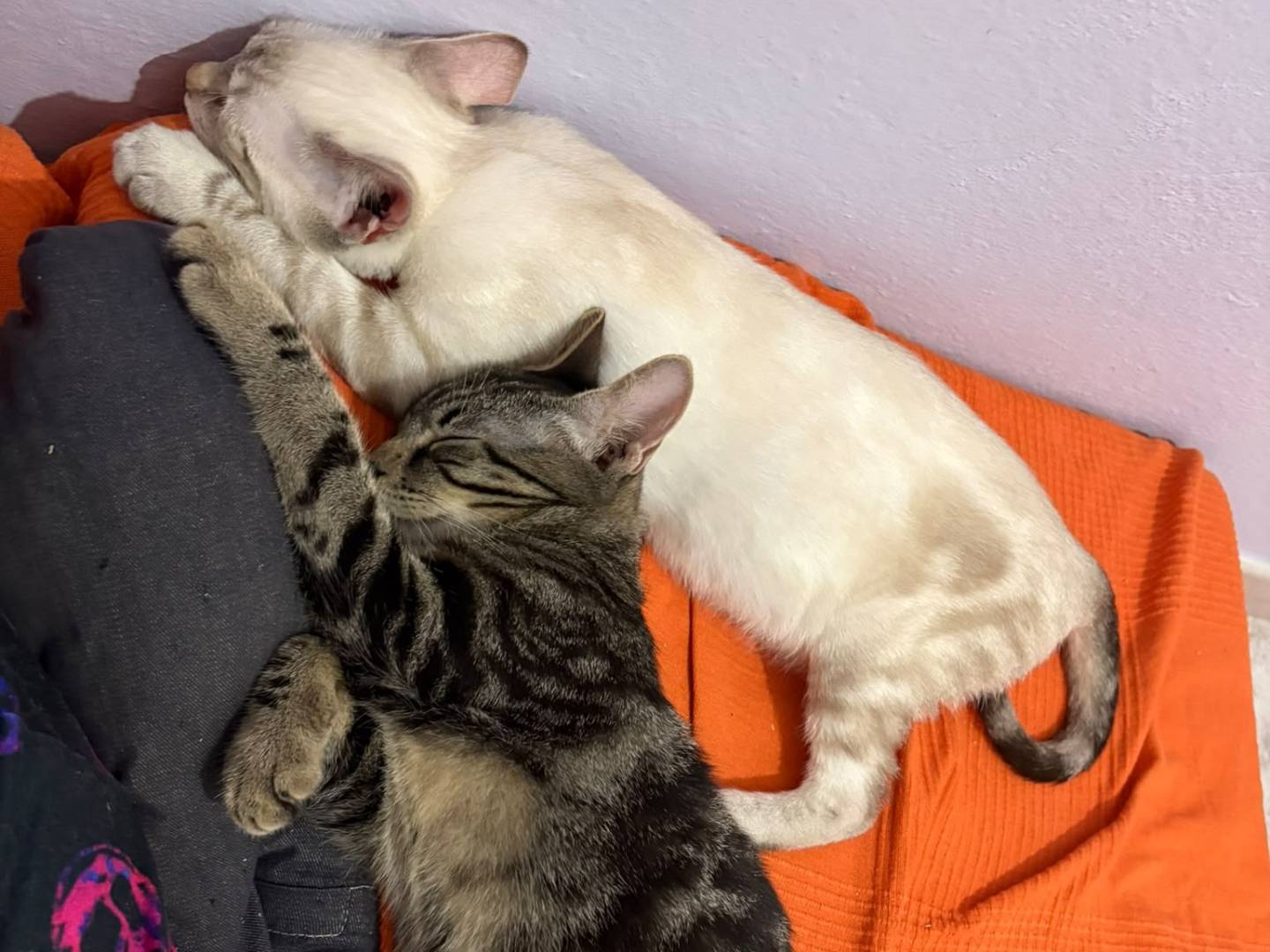 Vuoi adottare un gatto a Pavia?