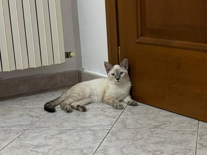 Foto 3 dell'animale