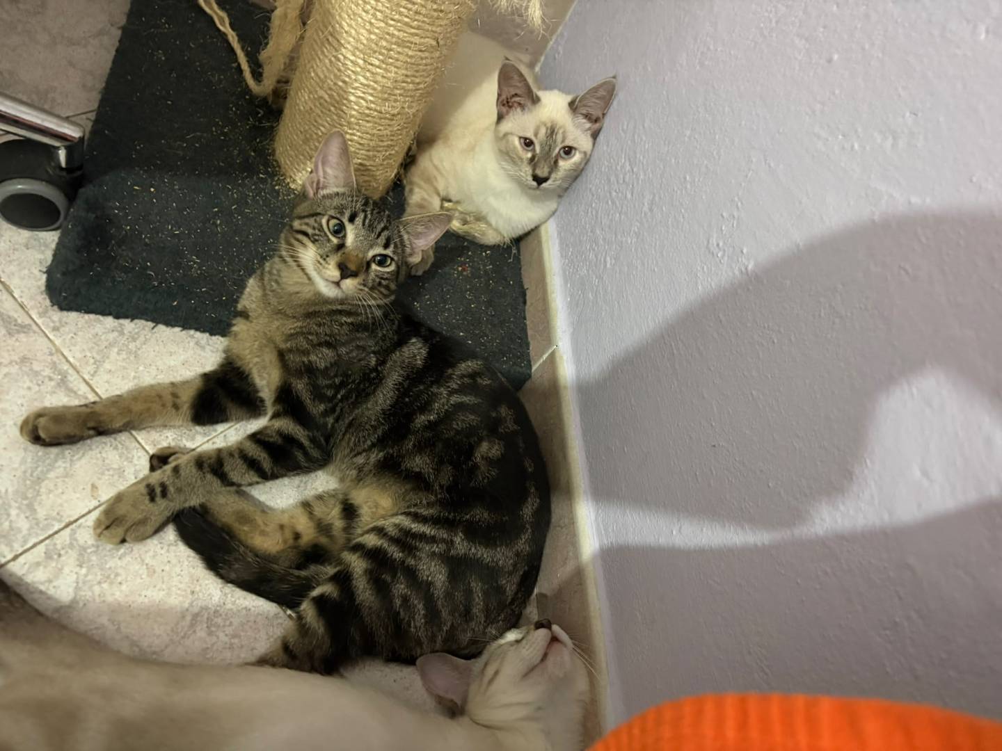 Vuoi adottare un gatto a Pavia?
