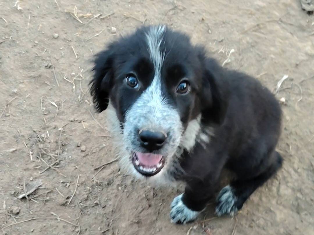 Adozione cane, femmina, Razza sconosciuta Razza sconosciuta, 2 mesi, taglia media, Milano
