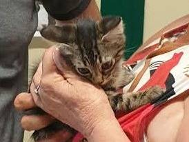 Adozione gatto, femmina, Razza sconosciuta Razza sconosciuta, 2 mesi, taglia non valida, Ravenna