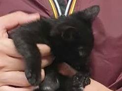 Adozione gatto, maschio, Razza sconosciuta Razza sconosciuta, 2 mesi, taglia non valida, Ravenna