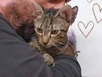 Adozione gatto, maschio, Razza sconosciuta Razza sconosciuta, 4 mesi, taglia non valida, Ravenna