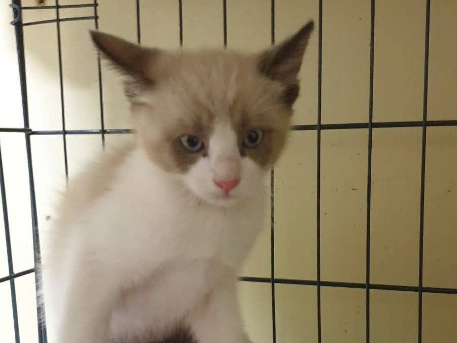 Adozione gatto, maschio, Razza sconosciuta Razza sconosciuta, 2 mesi, taglia non valida, Ravenna