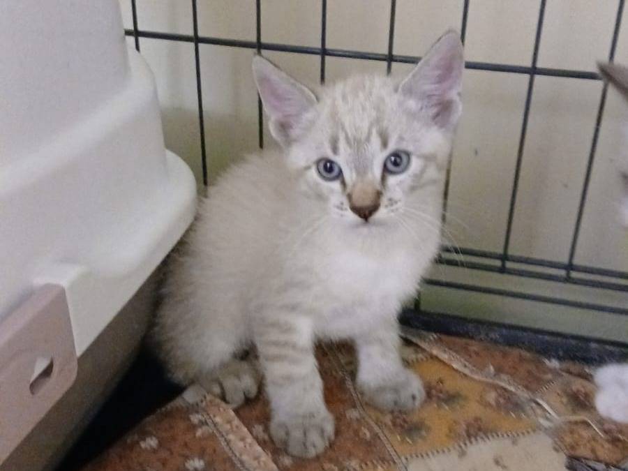 Adozione gatto, maschio, Razza sconosciuta Razza sconosciuta, 2 mesi, taglia non valida, Ravenna