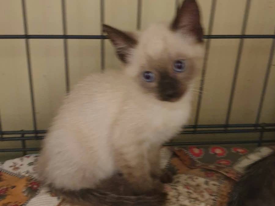 Adozione gatto, femmina, Razza sconosciuta Razza sconosciuta, 2 mesi, taglia non valida, Ravenna