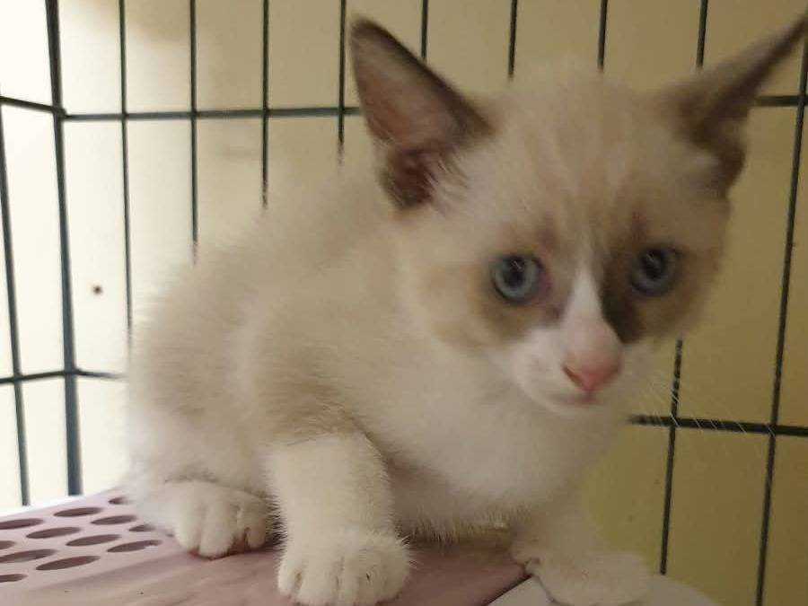Adozione gatto, femmina, Razza sconosciuta Razza sconosciuta, 2 mesi, taglia non valida, Ravenna