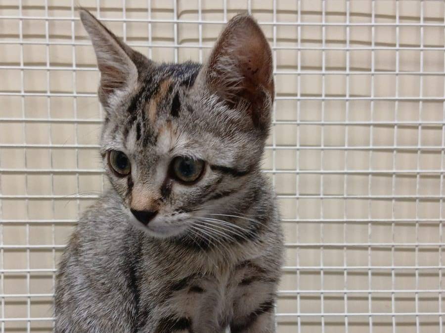 Adozione gatto, femmina, Razza sconosciuta Razza sconosciuta, 2 mesi, taglia non valida, Ravenna