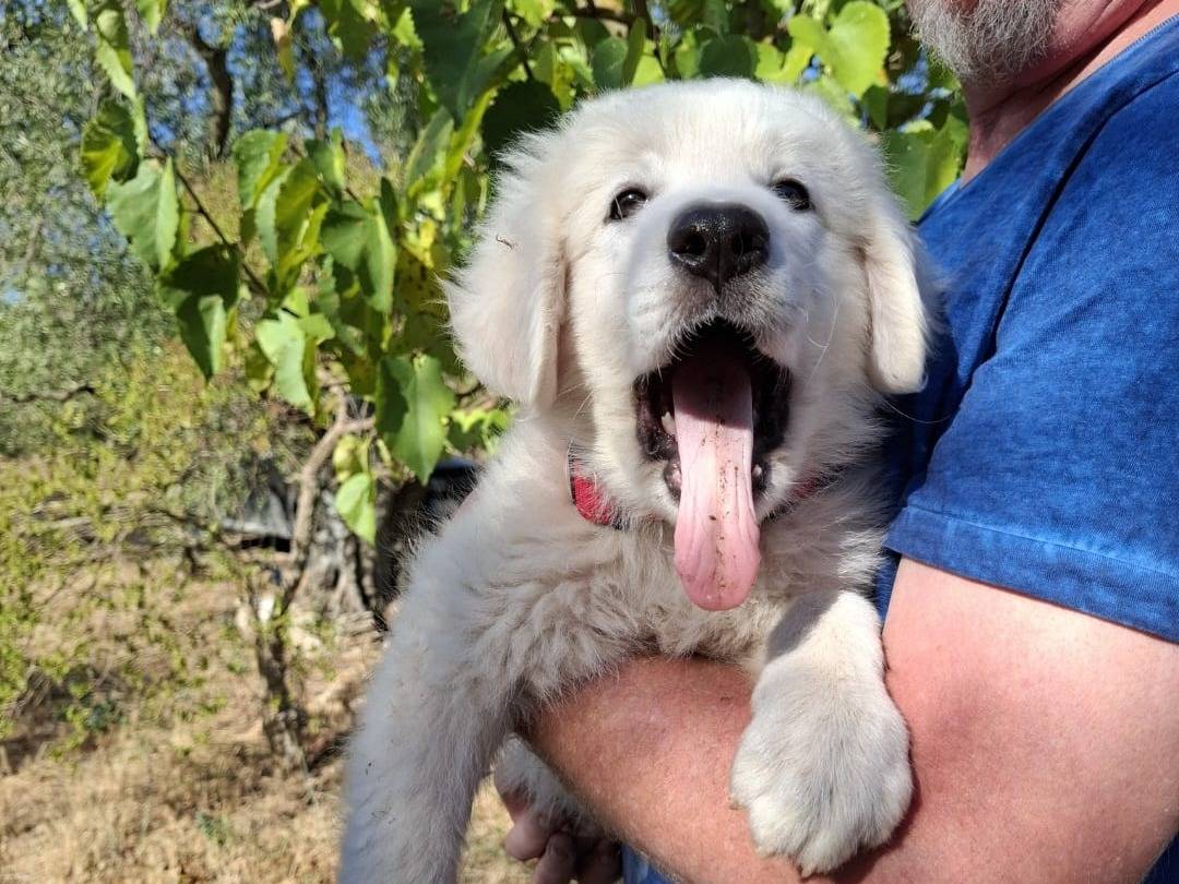 Adozione cane, maschio, Pastore maremmano Razza sconosciuta, 3 mesi, taglia grande, Bari