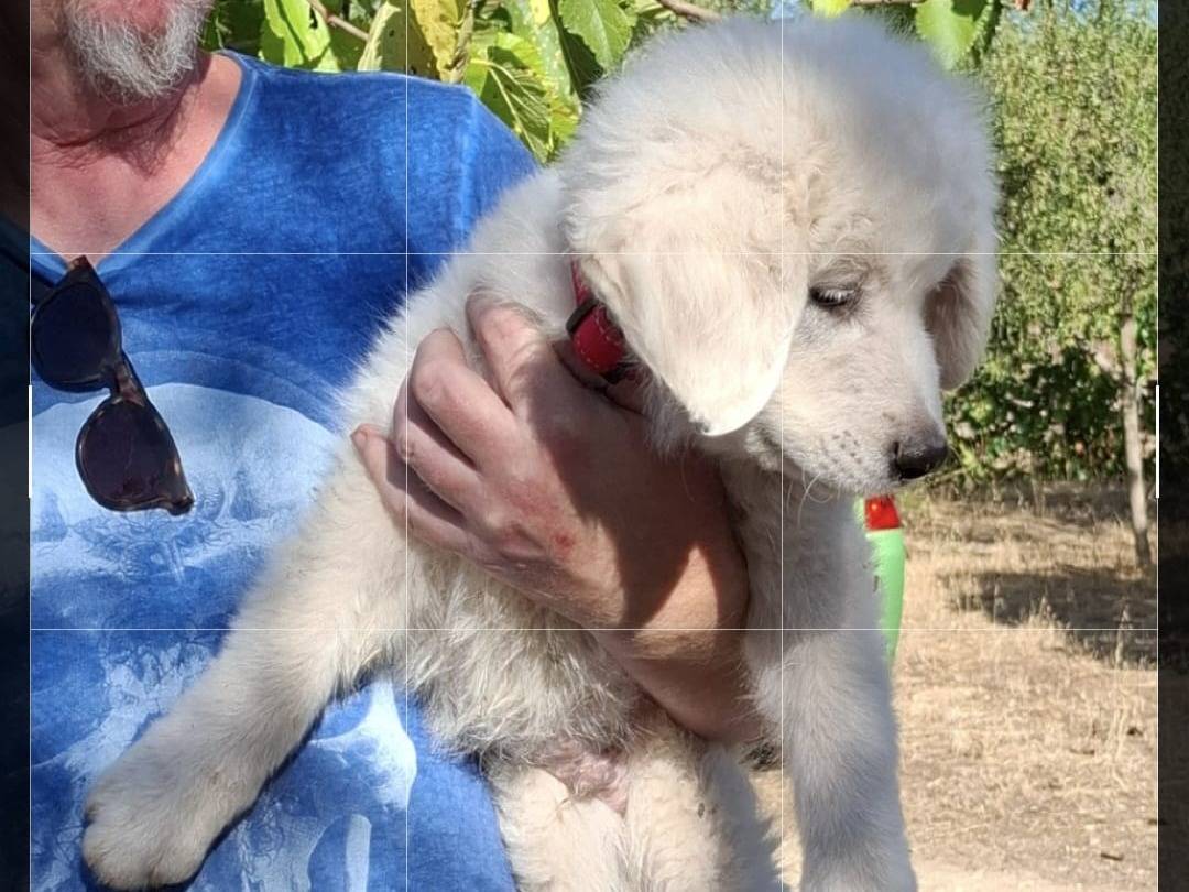 Vuoi adottare un cane a Bari?
