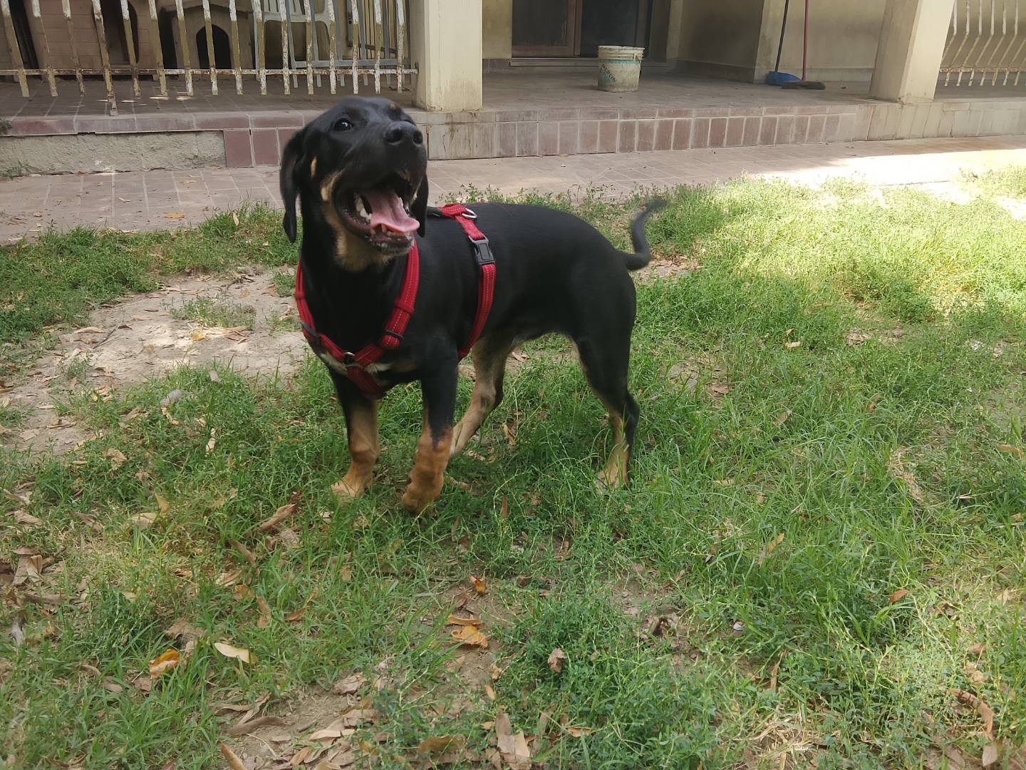 Adozione cane, maschio, Razza sconosciuta Razza sconosciuta, 6 mesi, taglia media, Bologna