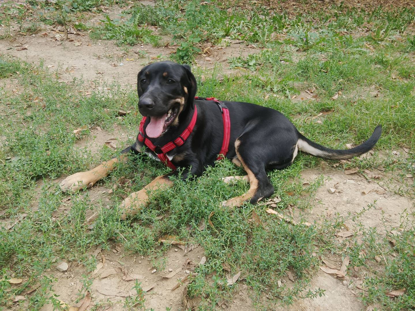 Adotta un cane, maschio, 6 mesi, Bologna