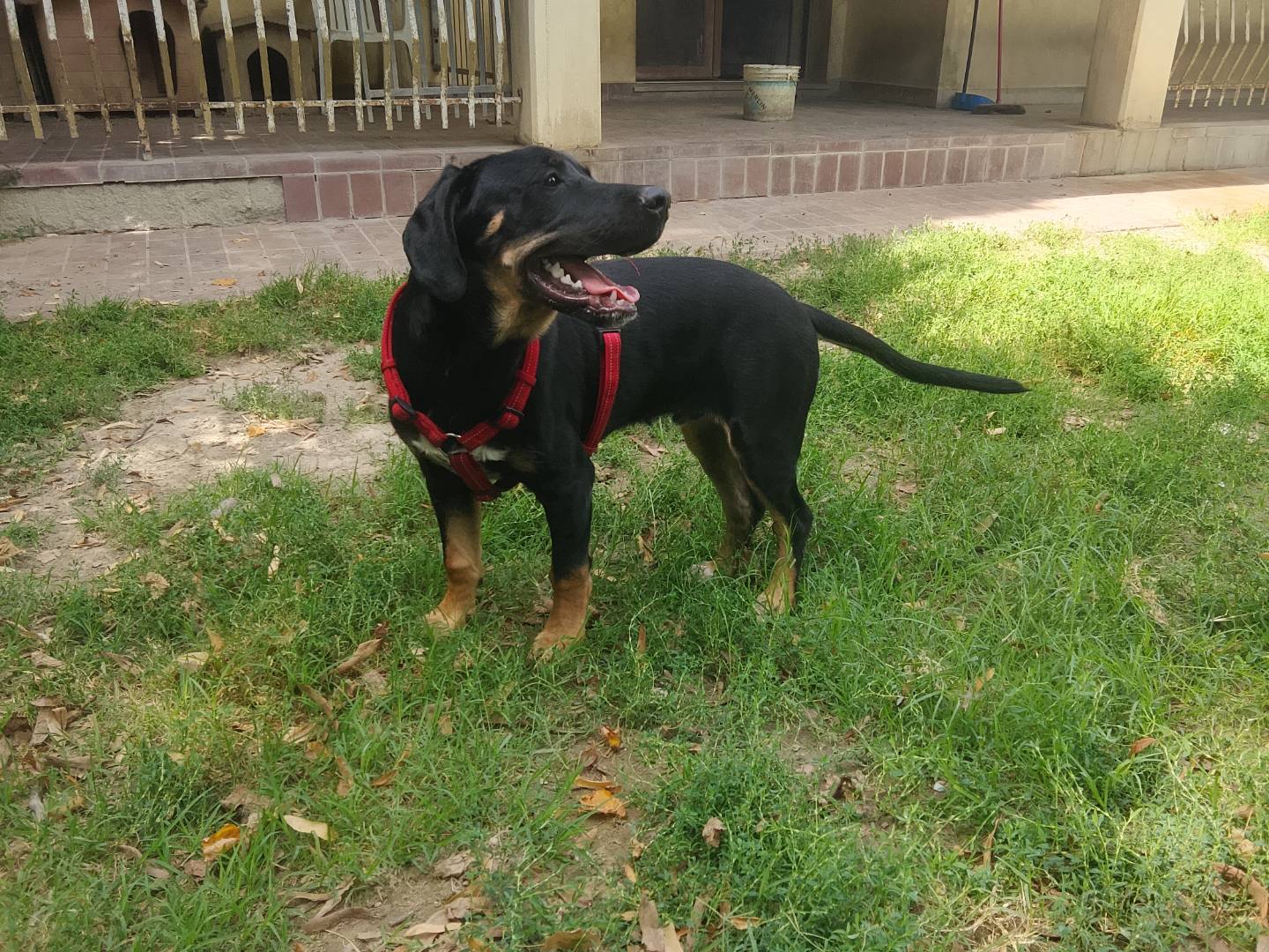 Adotta un cane, taglia media, maschio, Bologna