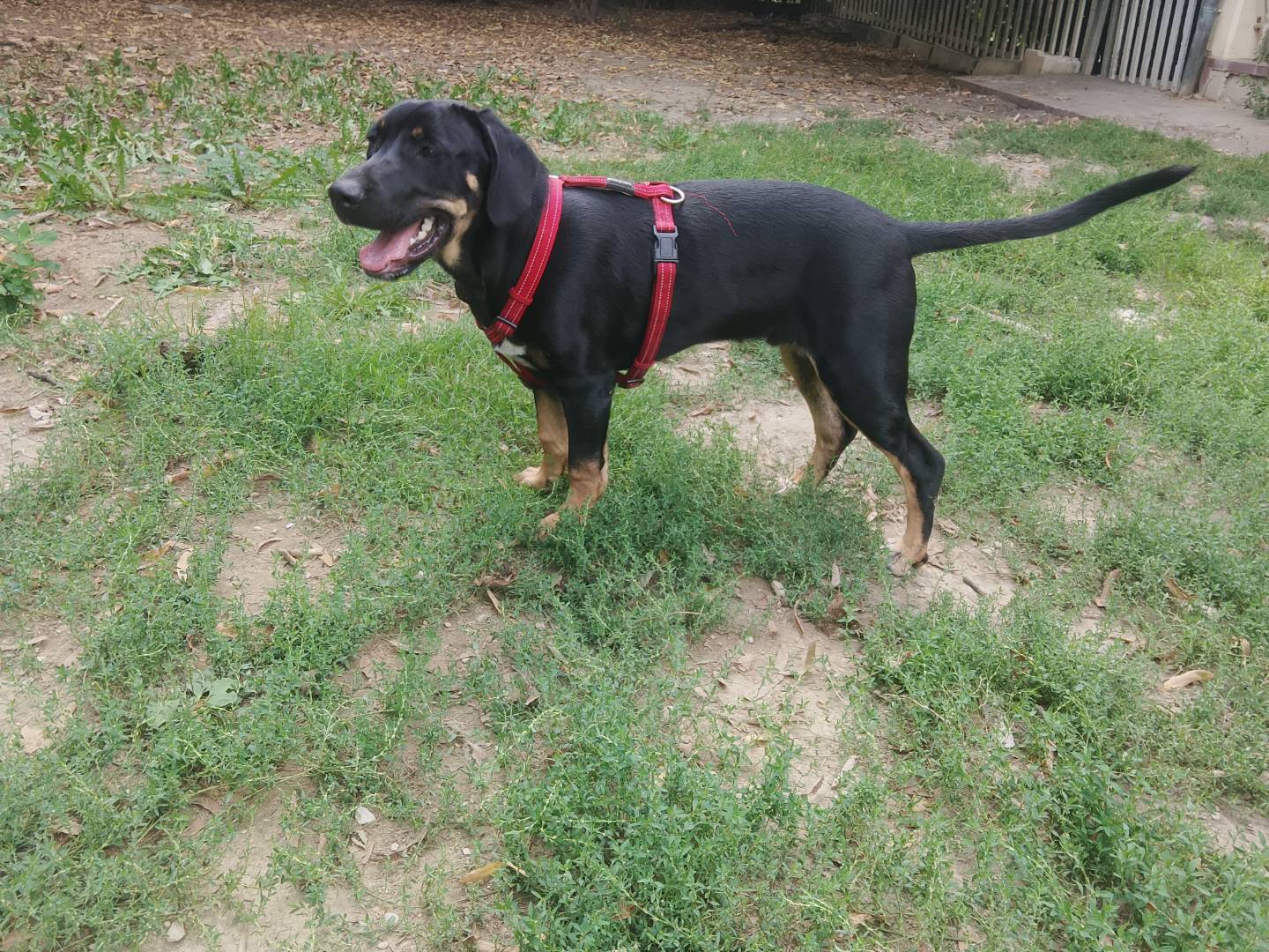 Vuoi adottare un cane a Bologna?