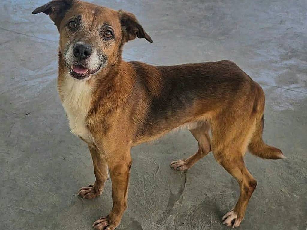 Adotta un cane, maschio, 3 anni e 5 mesi, Teramo