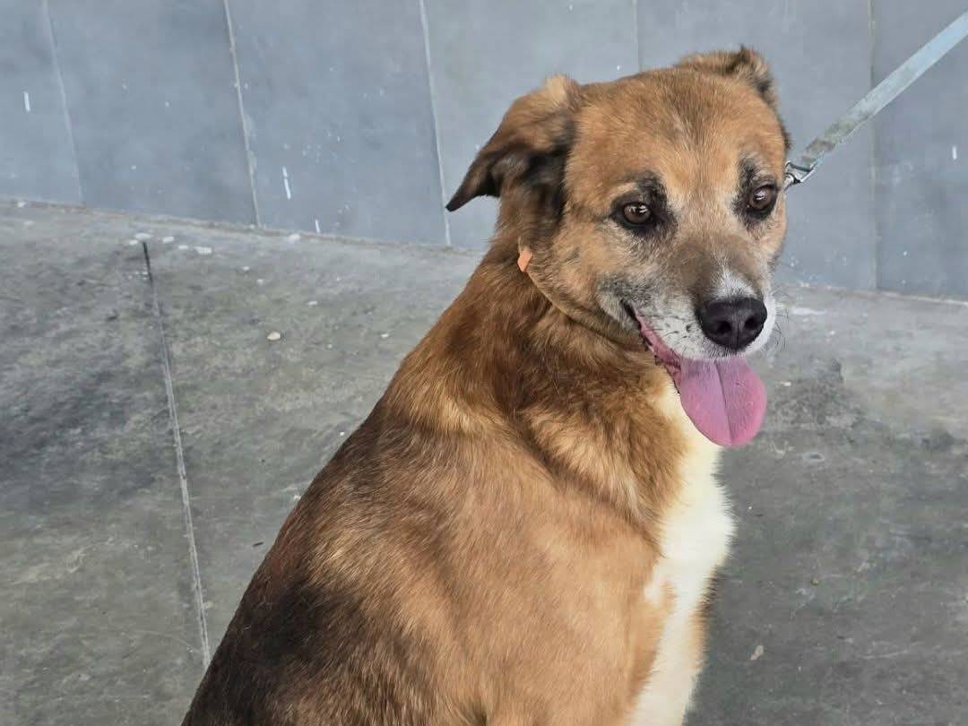 Adotta un cane, taglia media, maschio, Teramo