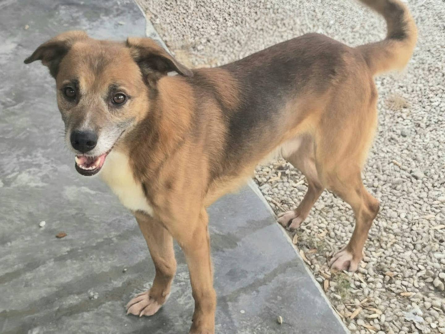 Vuoi adottare un cane a Teramo?