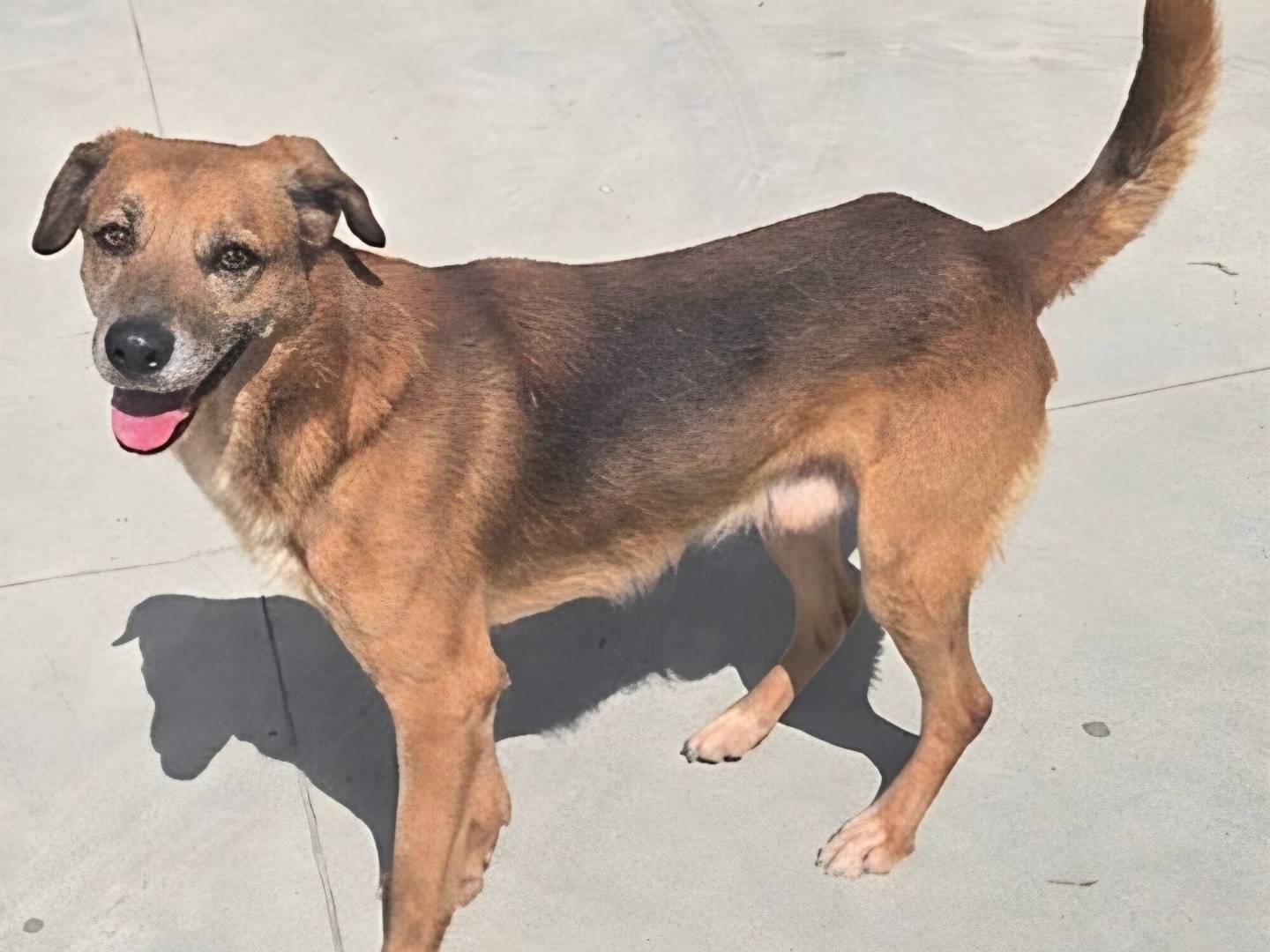 Adotta il cane Jerry  a Teramo