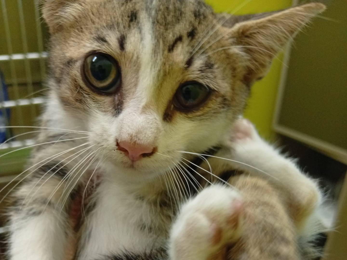 Adozione gatto, maschio, Razza sconosciuta Razza sconosciuta, 3 mesi, taglia non valida, Avellino