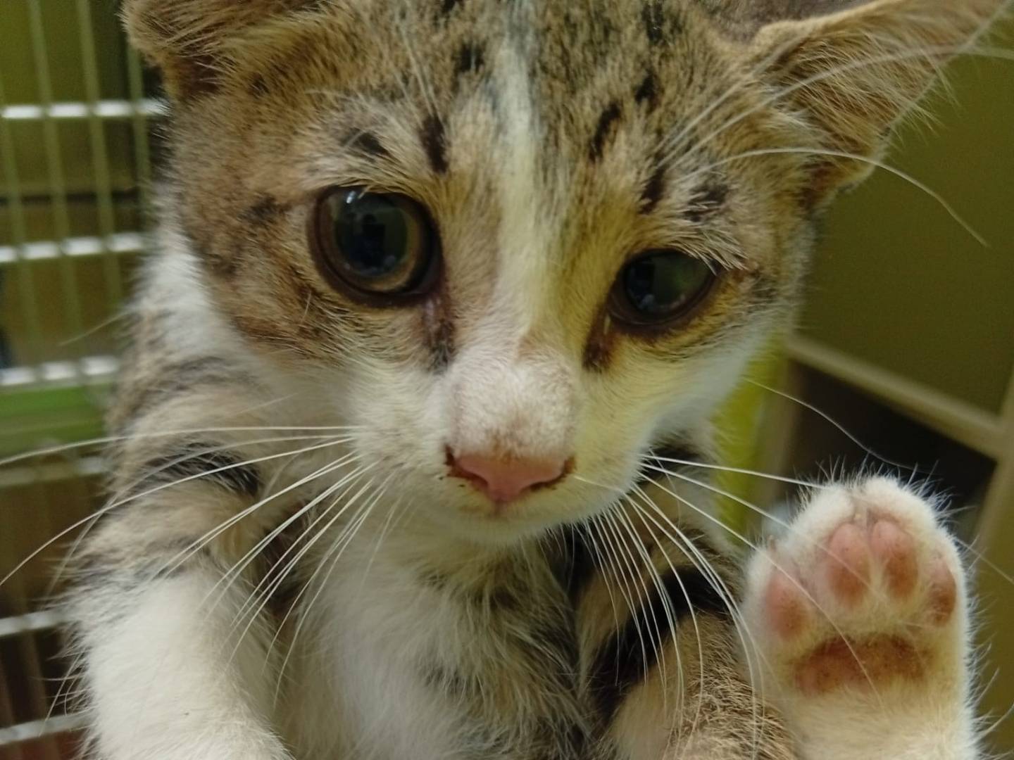 Adotta un gatto, maschio, 3 mesi, Avellino