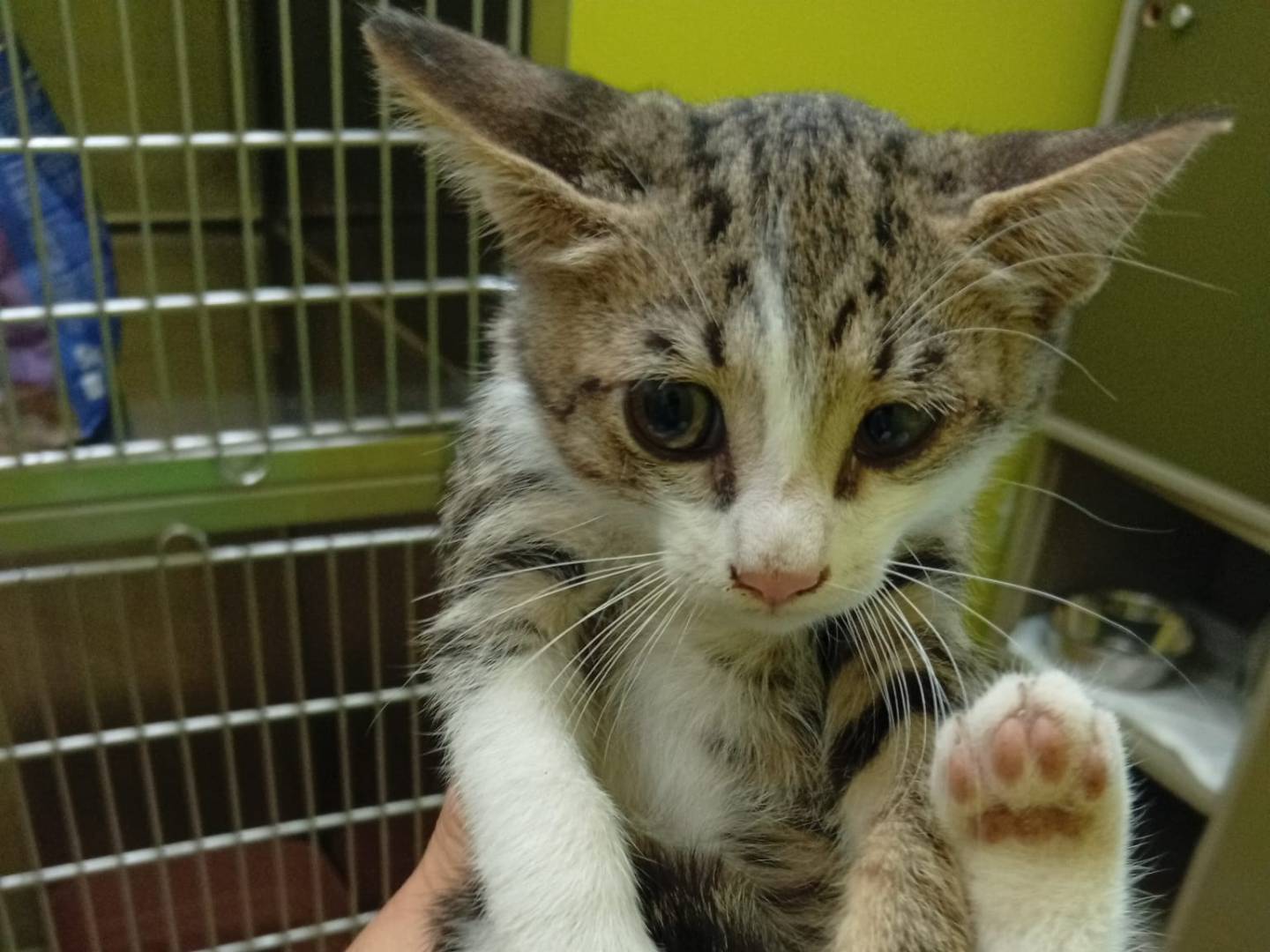 Adotta un gatto, taglia non valida, maschio, Avellino
