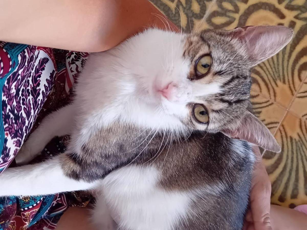 Adotta un gatto, femmina, 1 anno e 6 mesi, Milano