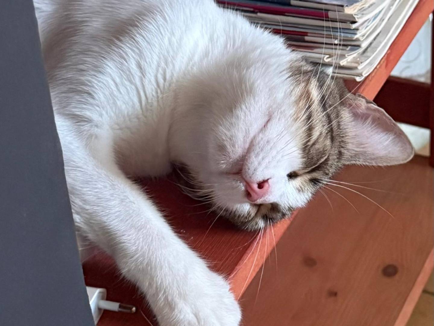 Adotta un gatto, taglia non valida, femmina, Milano
