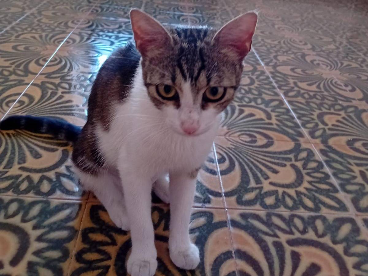 Vuoi adottare un gatto a Milano?