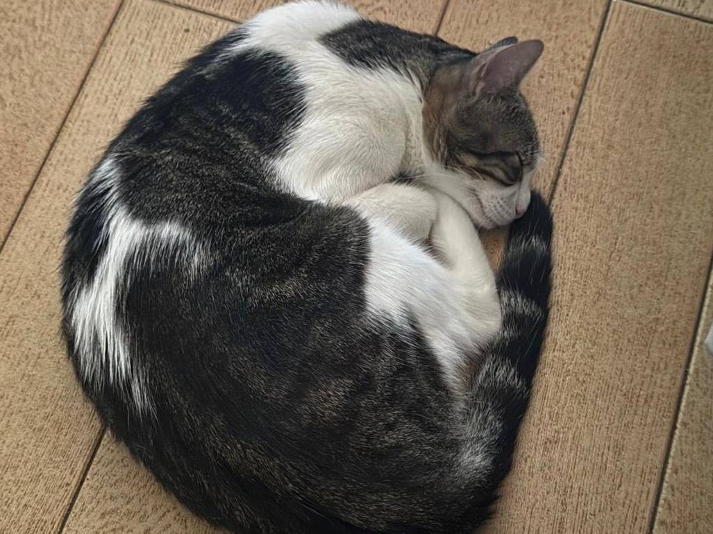 Adotta il gatto Lola a Milano