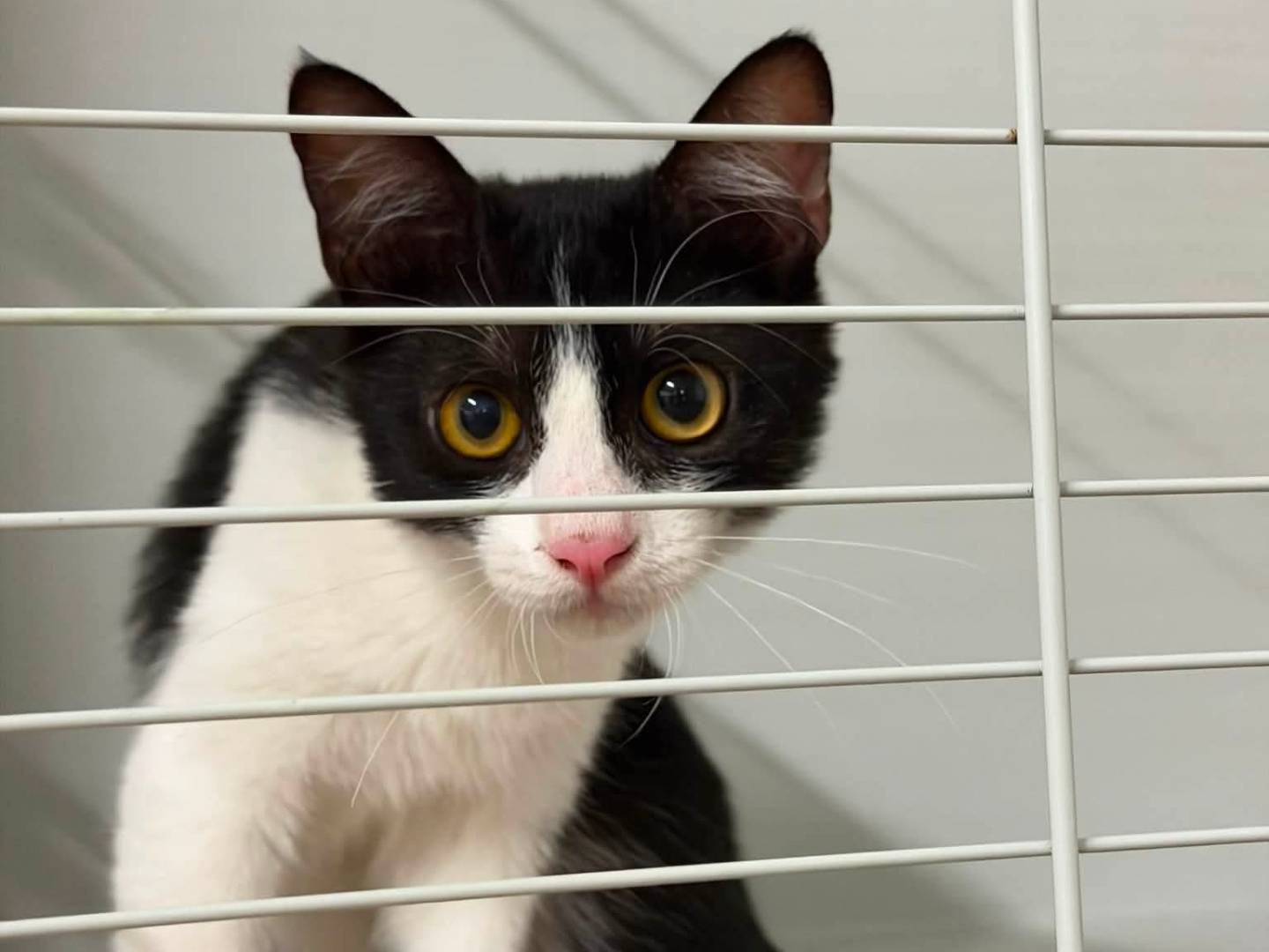 Adozione gatto, femmina, Razza sconosciuta Razza sconosciuta, 5 mesi, taglia non valida, Latina