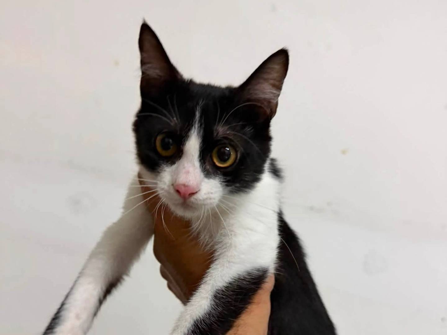 Adotta un gatto, femmina, 5 mesi, Latina
