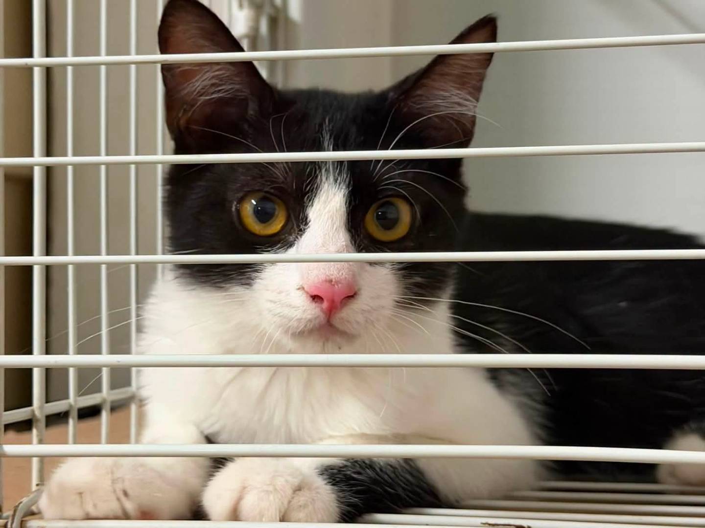 Adotta un gatto, taglia non valida, femmina, Latina
