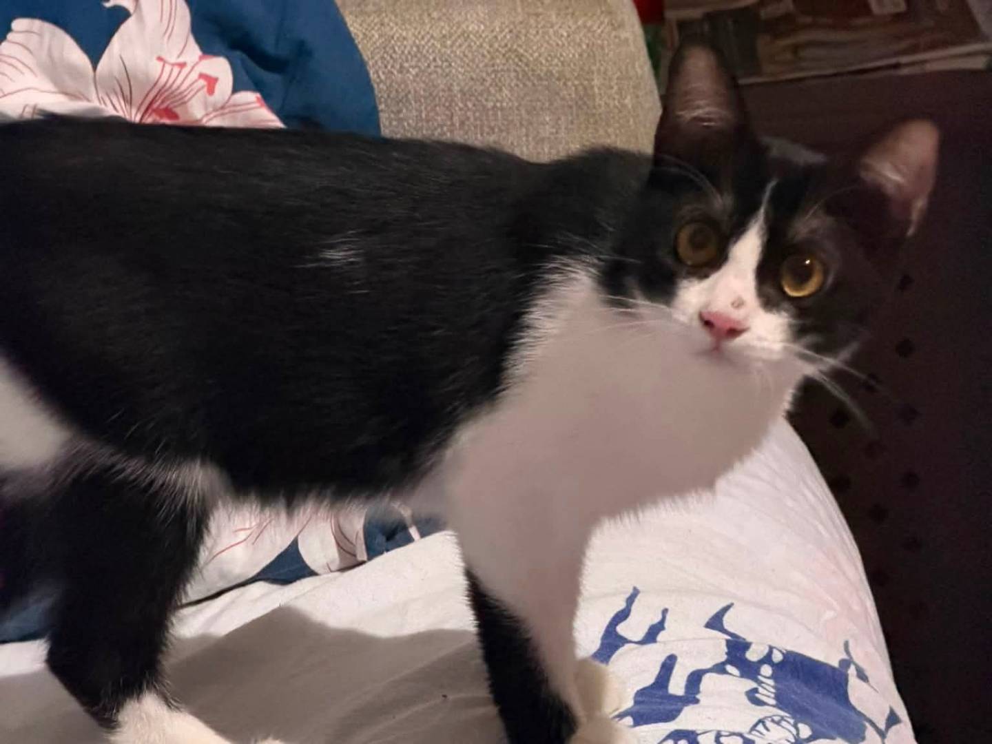 Vuoi adottare un gatto a Latina?