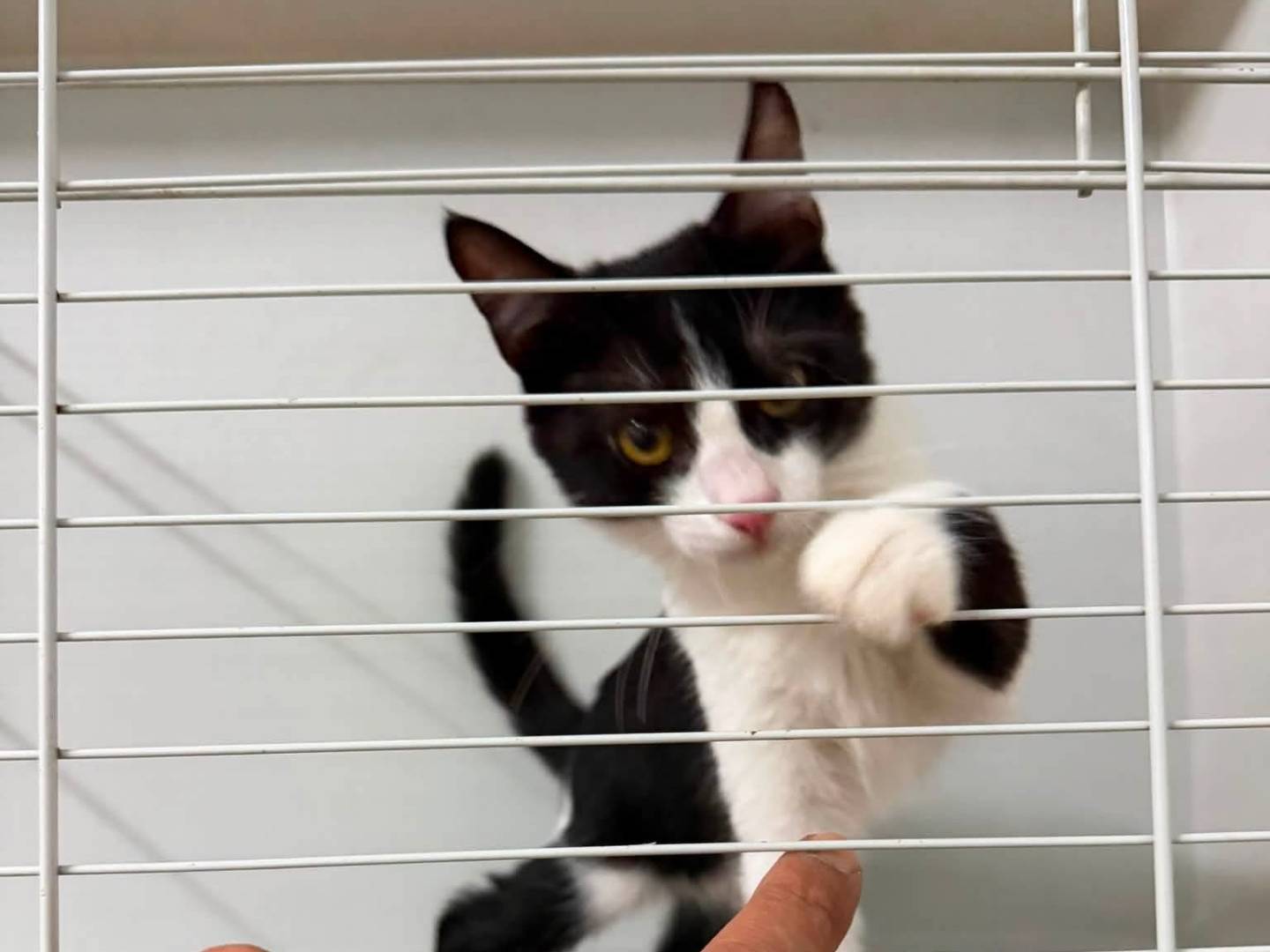 Adotta il gatto Felicia  a Latina