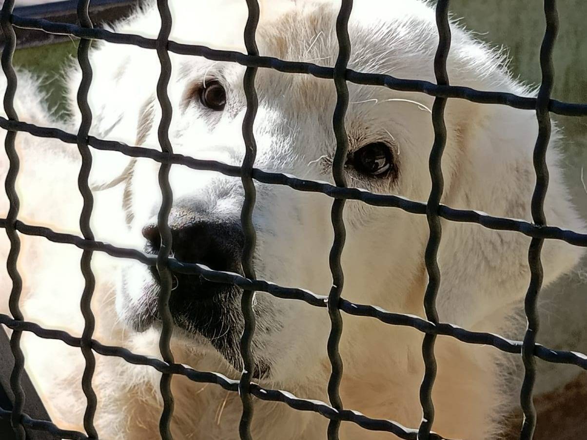 Adozione cane, maschio, Razza sconosciuta Razza sconosciuta, 9 anni, taglia grande, Avellino