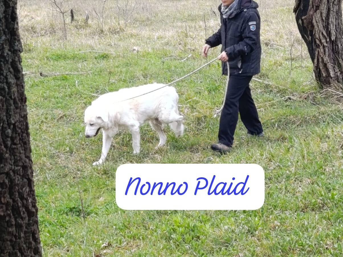 Adotta un cane, maschio, 9 anni, Avellino
