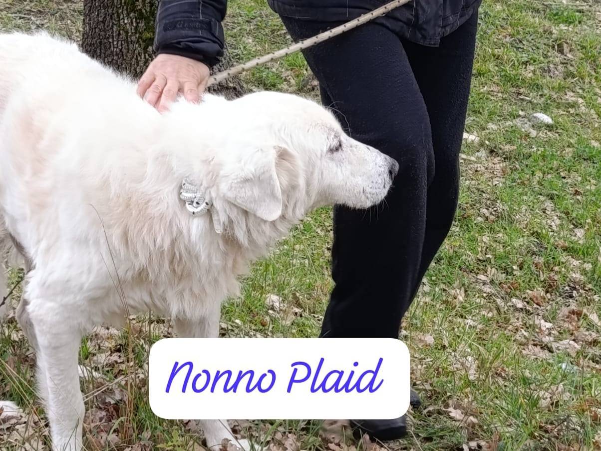 Adotta un cane, taglia grande, maschio, Avellino