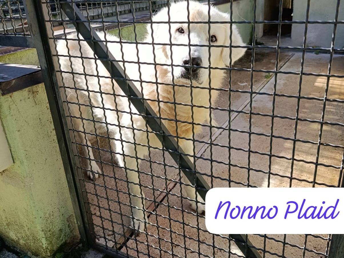 Vuoi adottare un cane a Avellino?
