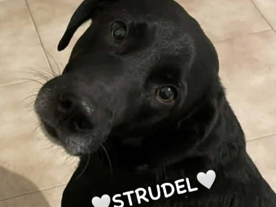 Adozione cane, maschio, Razza sconosciuta Razza sconosciuta, 8 anni e 1 mese, taglia media, Alessandria