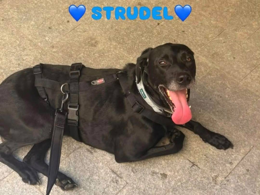 Adotta un cane, maschio, 8 anni e 1 mese, Alessandria