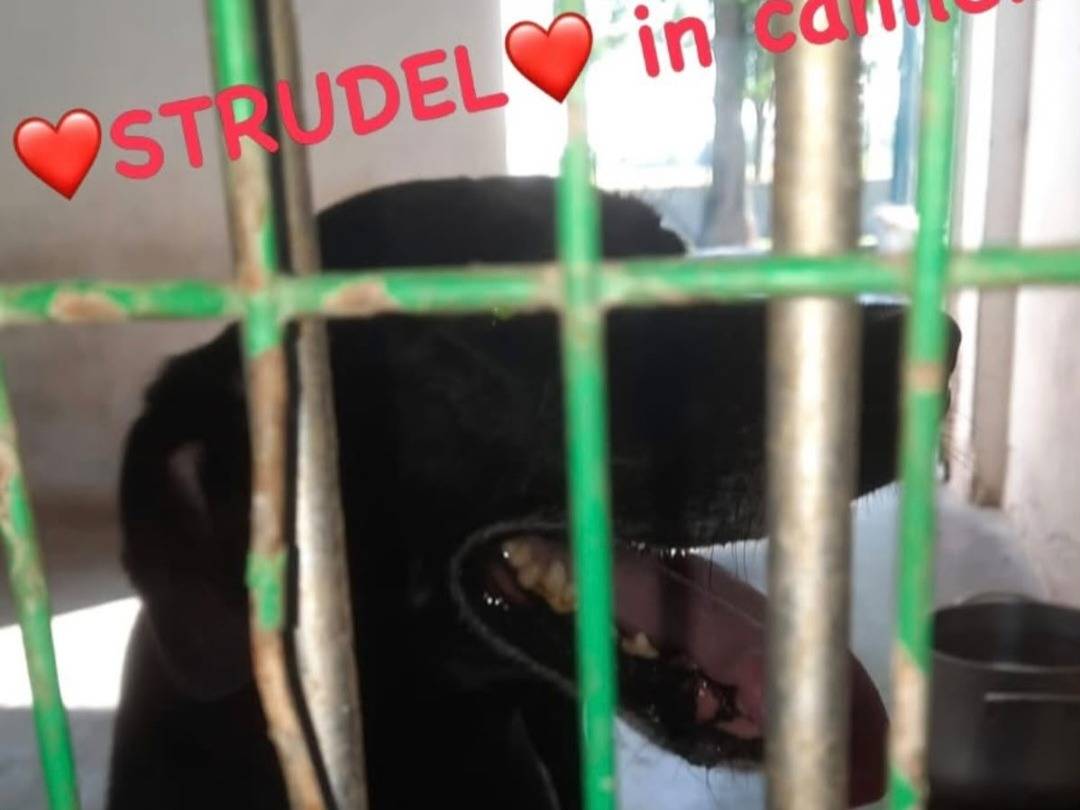 Adotta un cane, taglia media, maschio, Alessandria