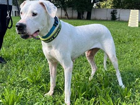 Adozione cane, femmina, Razza sconosciuta Razza sconosciuta, 7 anni e 6 mesi, taglia media, Milano