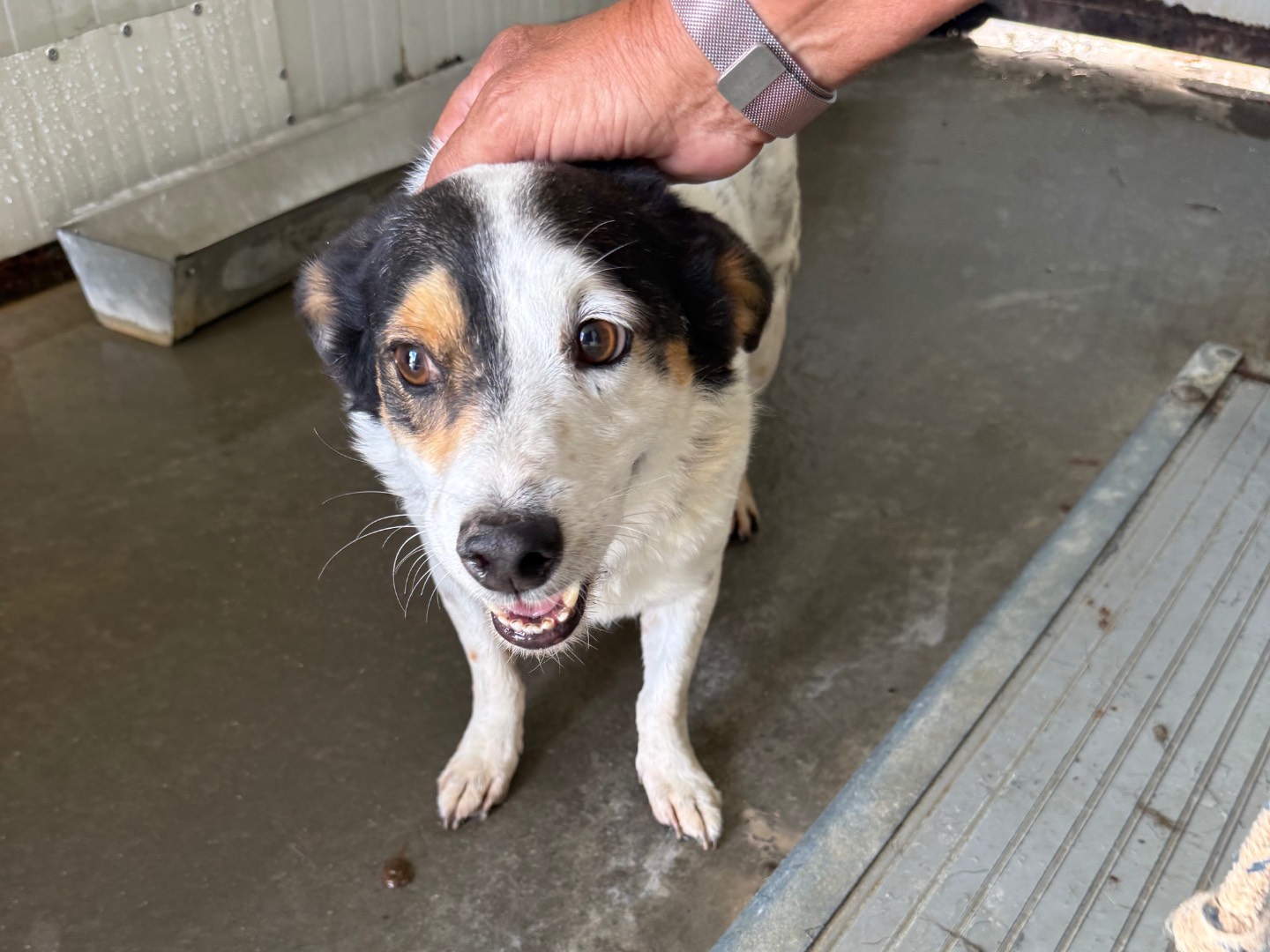 Adozione cane, maschio, Razza sconosciuta Razza sconosciuta, 4 anni e 7 mesi, taglia media contenuta, Latina
